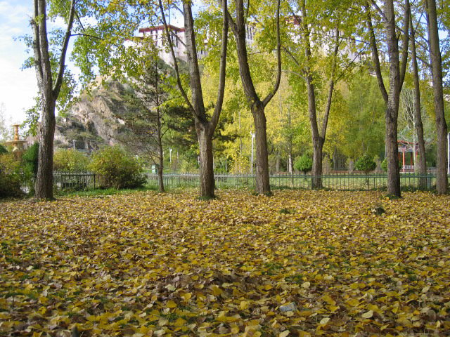 照片：龙王潭公园的落叶