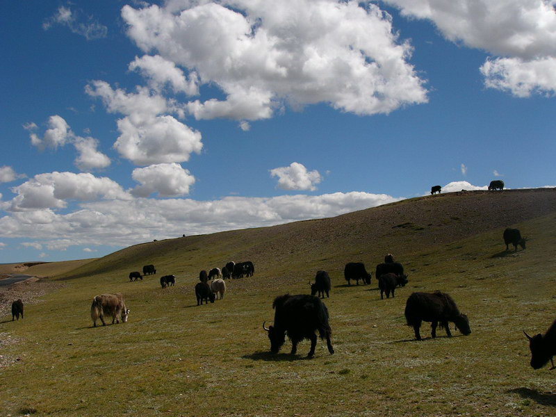 照片：羌塘草原之牛羊满山