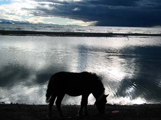 西藏图片：纳木错的马