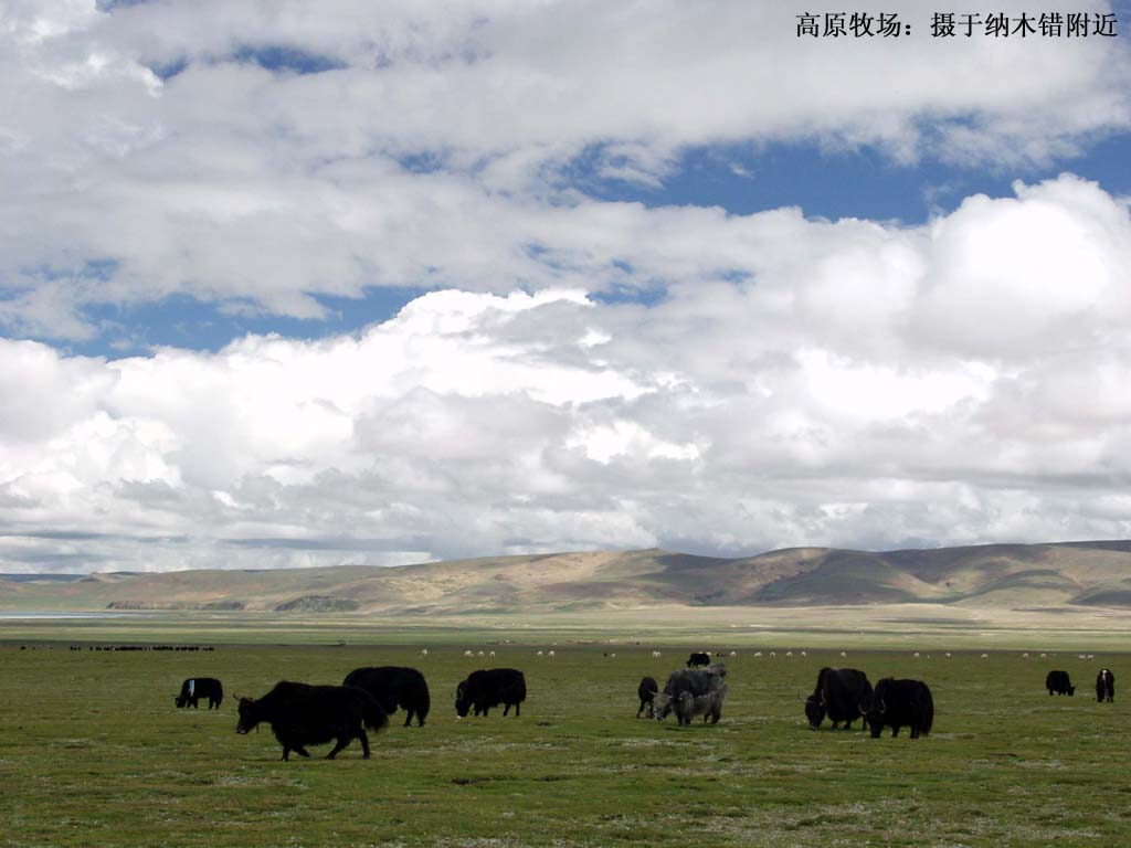 西藏图片：纳木错附近的牧场（2）
