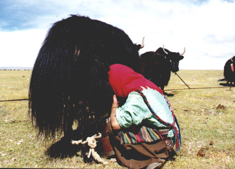 西藏图片：羞答答的挤奶藏族少女