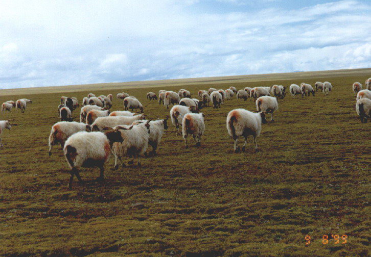 西藏图片：草原上红屁股的羊群
