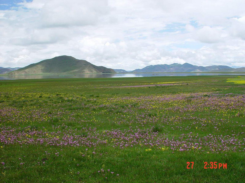 西藏图片：羊湖野花2