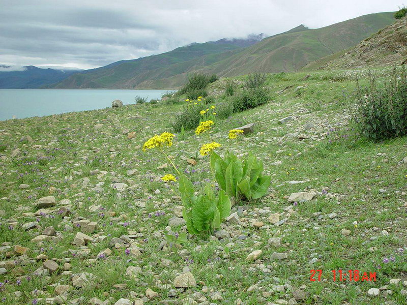 西藏图片：羊湖野花1