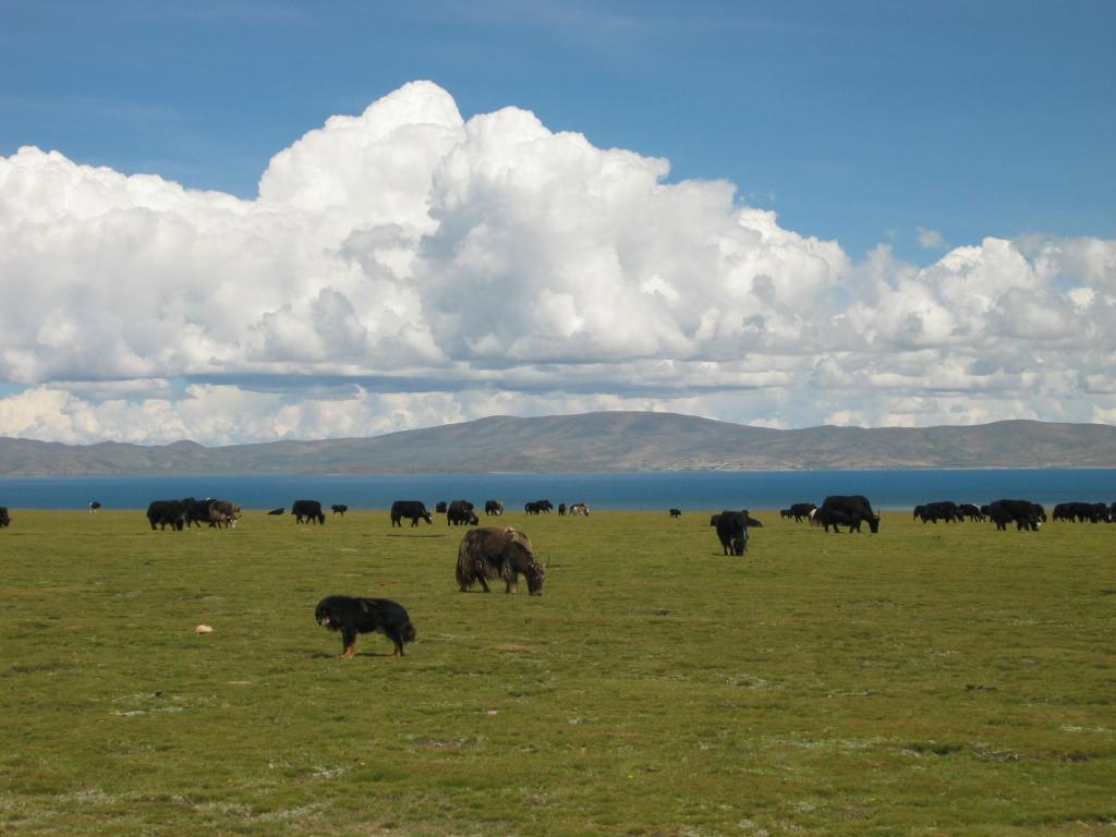 西藏照片：纳木错、草原与羊