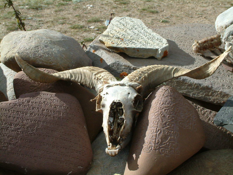 西藏照片：纳木错湖边的羊头