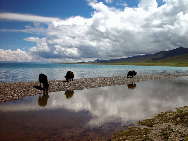 西藏照片：天湖旁的牛