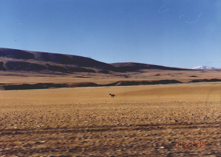 西藏旅行照片：阿里-高原疾驰的藏野驴
