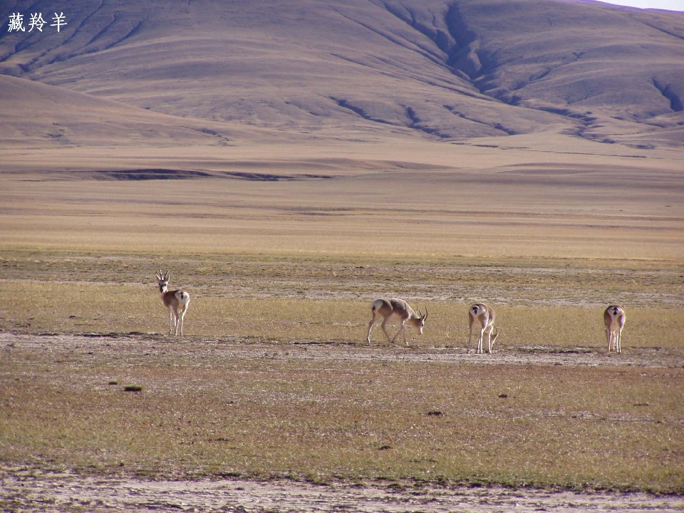 西藏旅行照片：阿里-可爱的藏羚羊