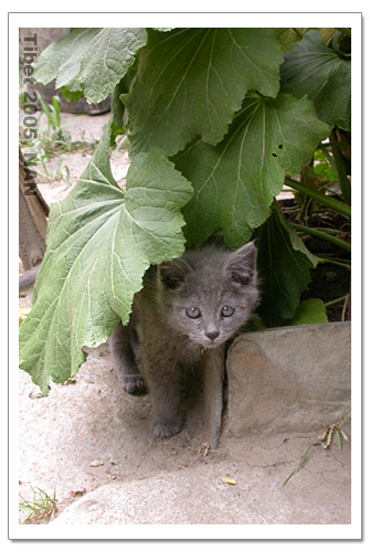 照片：藏行记之山南：桑耶寺的小猫
