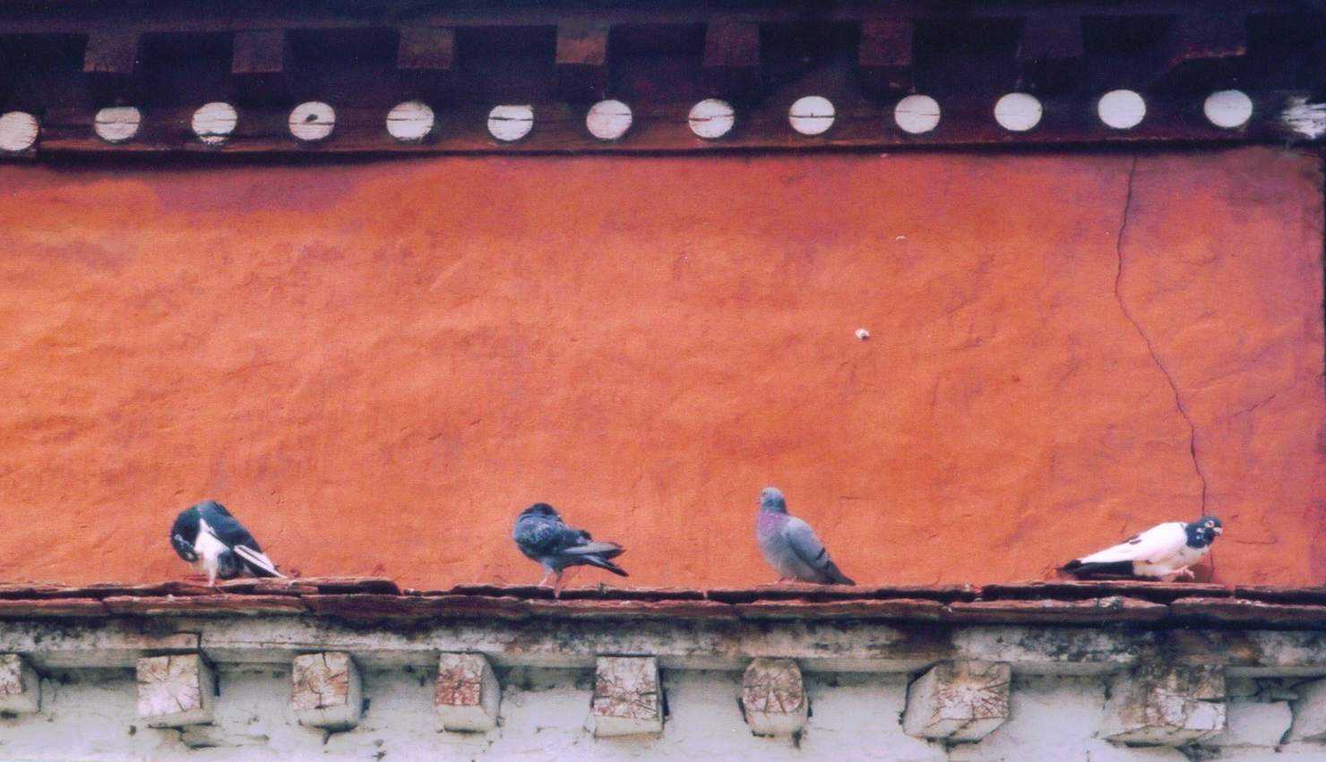 照片：西藏回忆－四羽呈祥