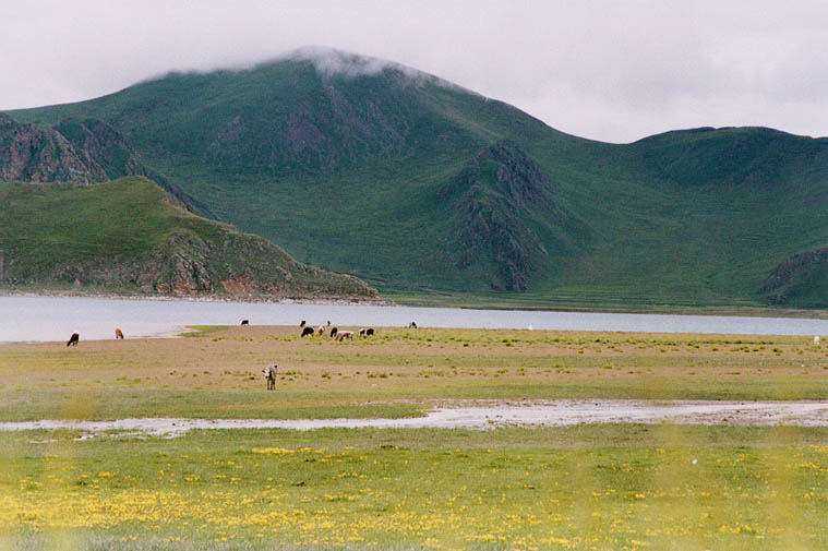 照片：走近西藏304-羊卓雍错（十八）
