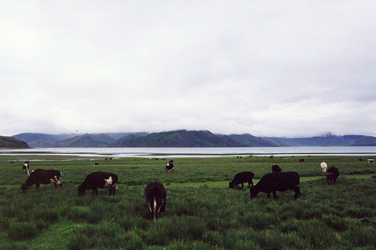 照片：走近西藏298-羊卓雍错（十二）